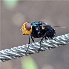 Amenia sp. (genus) (Yellow-headed Blowfly) at Kakadu, NT - 6 Feb 2025 by HelenCross