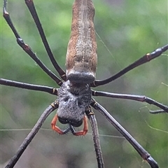 Nephila pilipes at Kakadu, NT - 6 Feb 2025 by HelenCross