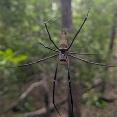 Nephila pilipes at Kakadu, NT - 6 Feb 2025 03:13 PM