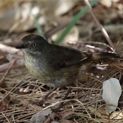 Sericornis frontalis (White-browed Scrubwren) at Fyshwick, ACT - 9 Feb 2025 by RodDeb