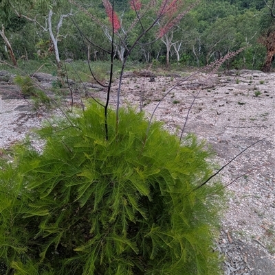 Unidentified Other Shrub at Kakadu, NT - 6 Feb 2025 by HelenCross