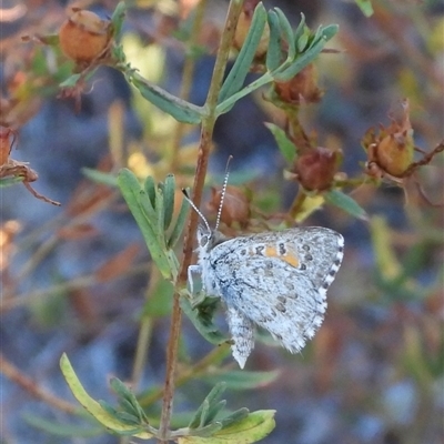 Lucia limbaria (Chequered Copper) at Pearce, ACT - 4 Feb 2025 by DavidDedenczuk