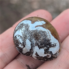 Unidentified Snail or Slug (Gastropoda) at Kakadu, NT - 6 Feb 2025 by HelenCross