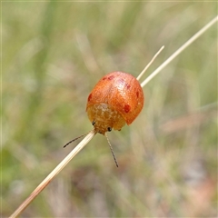 Paropsis variolosa (Variolosa leaf beetle) at Mongarlowe, NSW - 24 Feb 2023 by RobG1