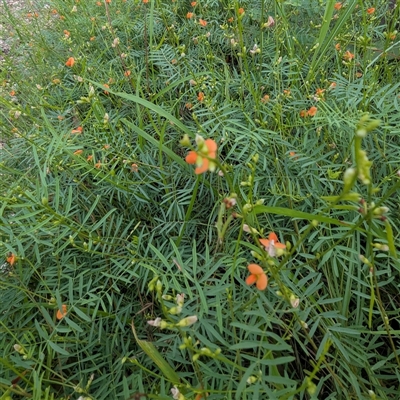 Unidentified Pea at Kakadu, NT - 6 Feb 2025 by HelenCross