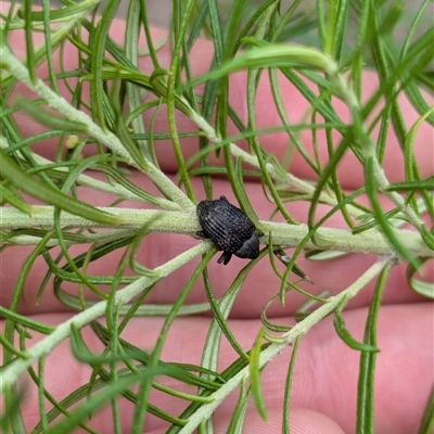 Melanterius sp. (genus) at Acton, ACT - 10 Feb 2025 by WalterEgo