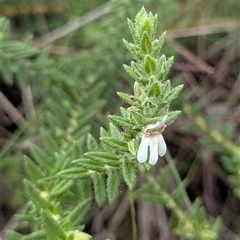 Unidentified Other Shrub at Kakadu, NT - 6 Feb 2025 by HelenCross