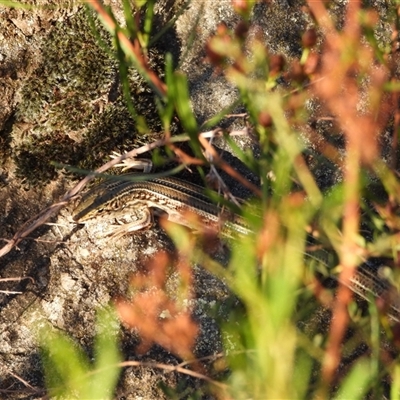 Ctenotus robustus (Robust Striped-skink) at Pearce, ACT - 4 Feb 2025 by DavidDedenczuk