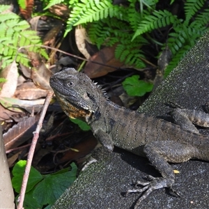 Intellagama lesueurii howittii (Gippsland Water Dragon) at Acton, ACT - 8 Feb 2025 by DavidDedenczuk