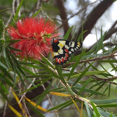 Delias aganippe (Spotted Jezebel) at Acton, ACT - 9 Feb 2025 by DavidDedenczuk