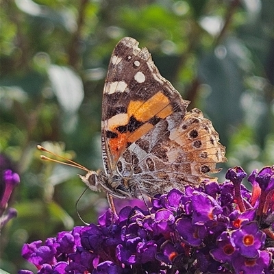 Vanessa kershawi (Australian Painted Lady) at Braidwood, NSW - 8 Feb 2025 by MatthewFrawley