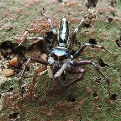 Unidentified Jumping or peacock spider (Salticidae) at Kakadu, NT - 6 Feb 2025 by HelenCross