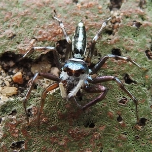 Cosmophasis thalassina at Kakadu, NT - 6 Feb 2025 04:58 PM