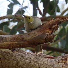 Ptilotula penicillata (White-plumed Honeyeater) at Fyshwick, ACT - 9 Feb 2025 by RodDeb