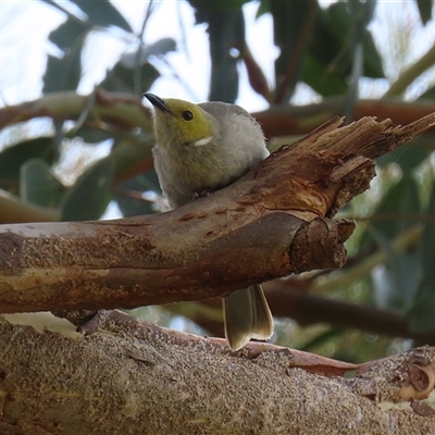 Ptilotula penicillata at Fyshwick, ACT - 9 Feb 2025 by RodDeb