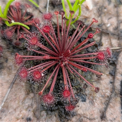 Drosera sp. at Kakadu, NT - 6 Feb 2025 by HelenCross