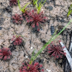 Drosera sp. at Kakadu, NT - 6 Feb 2025 05:01 PM