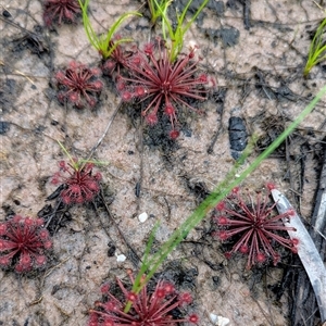 Drosera sp. at Kakadu, NT - 6 Feb 2025 05:01 PM