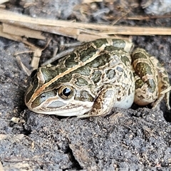 Limnodynastes tasmaniensis (Spotted Grass Frog) at Braidwood, NSW - 8 Feb 2025 by MatthewFrawley