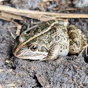 Limnodynastes tasmaniensis at Braidwood, NSW - 8 Feb 2025 01:24 PM