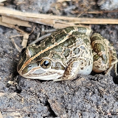 Limnodynastes tasmaniensis (Spotted Grass Frog) at Braidwood, NSW - 8 Feb 2025 by MatthewFrawley