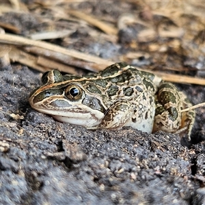 Limnodynastes tasmaniensis at Braidwood, NSW - 8 Feb 2025 01:24 PM