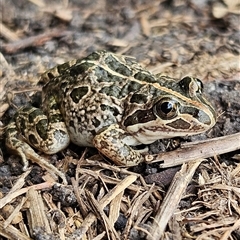 Limnodynastes tasmaniensis at Braidwood, NSW - 8 Feb 2025 01:24 PM