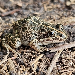 Limnodynastes tasmaniensis at Braidwood, NSW - 8 Feb 2025 01:24 PM