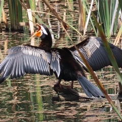 Anhinga novaehollandiae (Australasian Darter) at Fyshwick, ACT - 9 Feb 2025 by RodDeb