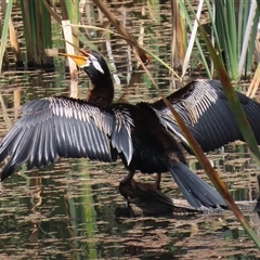 Anhinga novaehollandiae at Fyshwick, ACT - 9 Feb 2025 12:19 PM