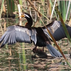 Anhinga novaehollandiae at Fyshwick, ACT - 9 Feb 2025 12:19 PM