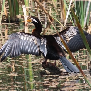 Anhinga novaehollandiae at Fyshwick, ACT - 9 Feb 2025 12:19 PM