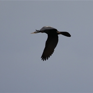 Anhinga novaehollandiae at Fyshwick, ACT - 9 Feb 2025 12:19 PM