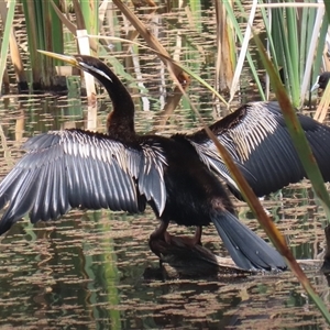 Anhinga novaehollandiae at Fyshwick, ACT - 9 Feb 2025 12:19 PM