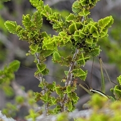 Unidentified Other Shrub at Kakadu, NT - 6 Feb 2025 by HelenCross