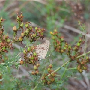 Junonia villida at Kambah, ACT - 9 Feb 2025 05:29 PM