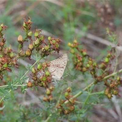 Junonia villida (Meadow Argus) at Kambah, ACT - 9 Feb 2025 by DavidDedenczuk