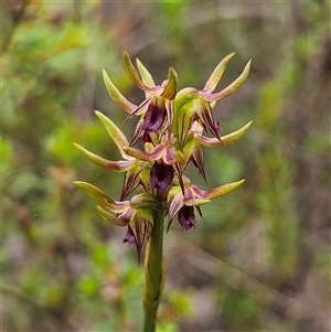 Corunastylis oligantha at Bombay, NSW - suppressed