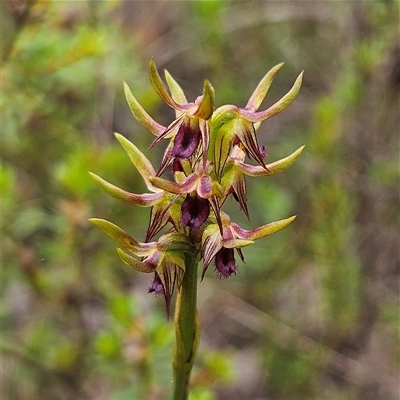 Corunastylis oligantha (Mongarlowe Midge Orchid) at Bombay, NSW - 8 Feb 2025 by MatthewFrawley