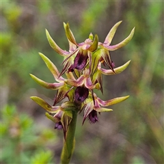 Corunastylis oligantha at Bombay, NSW - suppressed