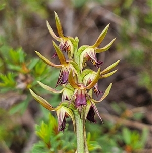 Corunastylis oligantha at Bombay, NSW - suppressed