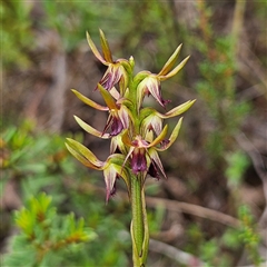 Corunastylis oligantha at Bombay, NSW - suppressed