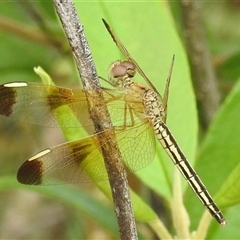 Unidentified Dragonfly or Damselfly (Odonata) at Kakadu, NT - 6 Feb 2025 by HelenCross