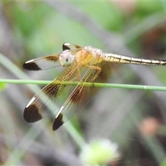 Neurothemis stigmatizans at Kakadu, NT - 6 Feb 2025 05:59 PM