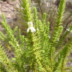 Unidentified Other Shrub at Kakadu, NT - 7 Feb 2025 by HelenCross