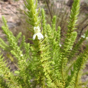 Unidentified Other Shrub at Kakadu, NT - 7 Feb 2025 by HelenCross