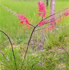 Unidentified Other Shrub at Kakadu, NT - 7 Feb 2025 by HelenCross