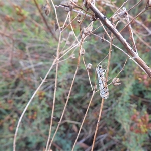 Utetheisa (genus) at Kambah, ACT - 9 Feb 2025 06:01 PM