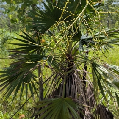 Unidentified Other Shrub at Kakadu, NT - 7 Feb 2025 by HelenCross