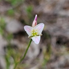 Laxmannia gracilis (Slender Wire Lily) at Bombay, NSW - 8 Feb 2025 by MatthewFrawley